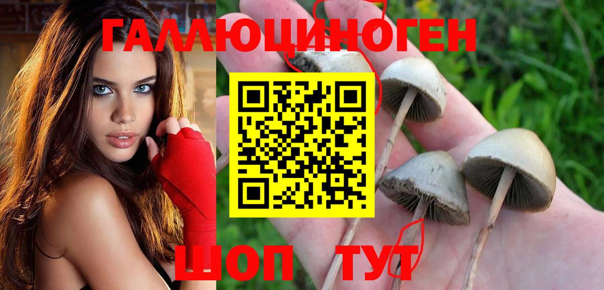 Псилоцибиновые грибы Cubensis  Галлюциногенные грибы мицелий  Заинск 